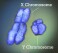 This image provided by National Institutes of Health (NIH) shows the X and Y chromosomes. Women are far more likely than men to get autoimmune diseases, illnesses like lupus or rheumatoid arthritis that occur when the immune system mistakenly attacks their own tissues. That gender disparity has baffled scientists for decades but new research may finally explain why. (Jonathan Bailey/National Institutes of Health (NIH) via 番茄直播)