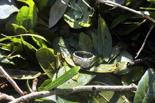 This undated photo provided by Ashley Garner shows Garner's lost wedding ring lying in a brush pile after Hurricane Ian passed through the area, in Fort Myers, Fla.  (Ashley Garner via AP)