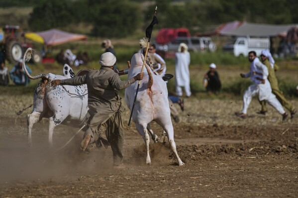 A jockey, center, looses the control on a pair of bull during a traditional bull race competition, in Malal, a village of Attock district, in Pakistan, Thursday, May 15, 2025. (AP Photo/Anjum Naveed)