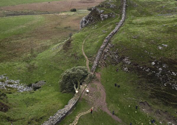 People look at the tree at Sycamore Gap, next to Hadrian's Wall, in Northumberland, England, Thursday Sept. 28, 2023 which has come down overnight. One of the UK’s most photographed trees has been “deliberately felled” in an apparent act of vandalism, authorities have said. The famous tree at Sycamore Gap, next to Hadrian’s Wall in Northumberland, was made famous when it appeared in Kevin Costner’s 1991 film Robin Hood: Prince Of Thieves. (Owen Humphreys/PA via AP)