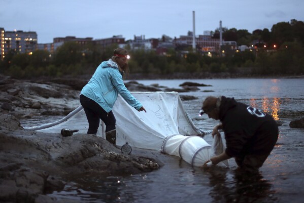 FILE - Elver fishermen set up a net on the Penobscot River in Brewer, Maine, on May 25, 2017. Fishermen who harvest one of the most valuable aquatic species in the country are hopeful regulators will allow more harvest in the tightly controlled eel fishing industry. (AP Photo/Robert F. Bukaty, File)