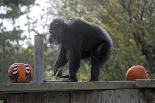 FILE - In this Oct. 21, 2009, file photo, Cobby, a male chimpanzee, plays with pumpkins during the San Francisco Zoo's 'Boo at the Zoo' Halloween celebration in San Francisco. Cobby, the oldest male chimpanzee living in an accredited North American zoo died Saturday, June 5, 2021, at the San Francisco Zoo & Gardens. He was 63. Cobby, had been a hand-reared performing chimpanzee before he was brought to the San Francisco zoo in the 1960s. (AP Photo/Russel A. Daniels, File)