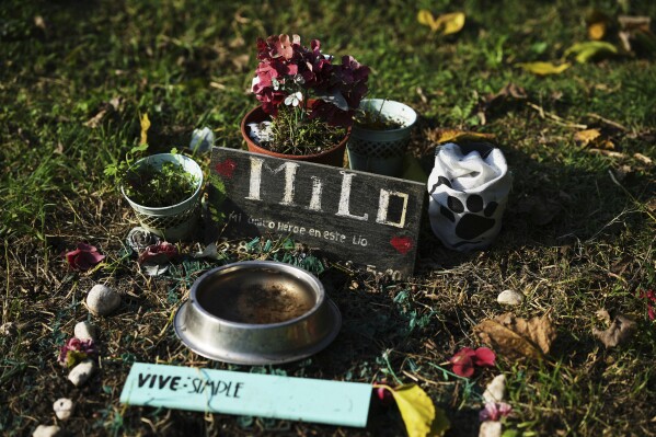 Macetas con plantas y un bol de perro junto a la tumba de Milo en el cementerio para mascotas de Jardines del Almas, ubicado dentro de un refugio de animales a las afueras de Buenos Aires, Argentina, el martes 6 de mayo de 2025. (AP Foto/Natacha Pisarenko)