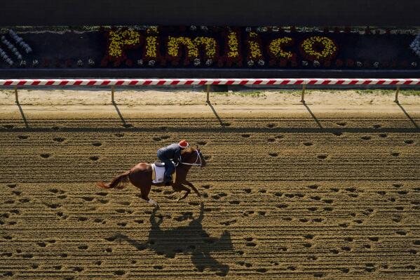 Kentucky Derby winner Mage works out ahead of the 148th running of the Preakness Stakes horse race at Pimlico Race Course, Thursday, May 18, 2023, in Baltimore. (AP Photo/Julio Cortez)