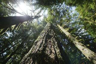 FILE - In this June 25, 2004 file photo, old growth Douglas fir trees stand along the Salmon river Trail on the Mt. Hood National Forest outside Zigzag, Ore. Six environmental groups sued the Biden administration Tuesday, alleging that a Trump-era rule change that allowed logging of old-growth forests in the Pacific Northwest violates federal laws and was politically motivated. (AP Photo/Rick Bowmer, File)