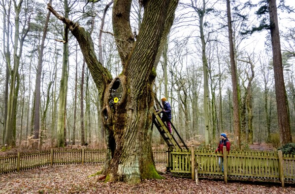 Passers by look at the Bridegroom's Oak which has a famous knothole that has been used as a mailbox since 1892, in Dodau forest, near Eutin, northern Germany, Saturday, March 1, 2025. (AP Photo/Michael Probst)