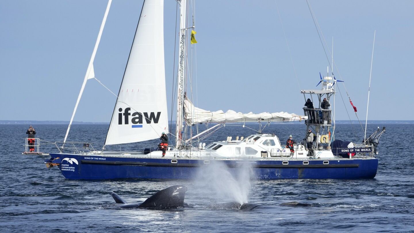 Екологични групи съдят, за да принудят правителството да финализира правилата за скоростта на корабите, които защитават редките китове