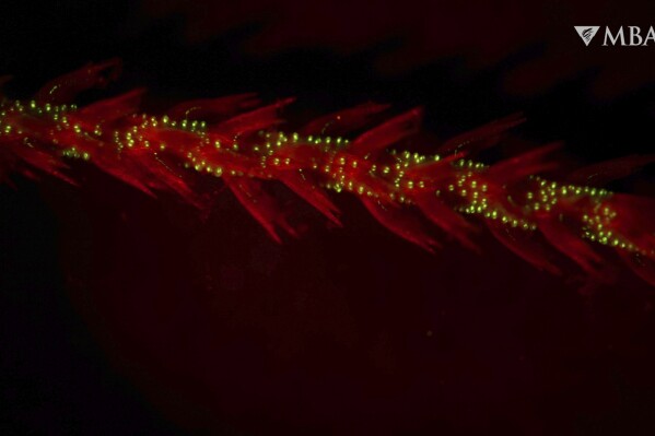 This image provided by the Monterey Bay Aquarium Research Institute in April 2024 shows bioluminescence in the sea whip coral Funiculina sp. observed under red light in a laboratory. Most animals that light up are found in the depths of the ocean and they might have been doing it longer than thought. In a study published in the journal Proceedings of the Royal Society B on Tuesday, April 23, 2024, scientists report that the first animals that glowed may have been coral that lived 540 million years ago. “Light signaling is one of the earliest forms of communication that we know of _ it’s very important in deep waters,” said Andrea Quattrini, a co-author of the study. (Manabu Bessho-Uehara/MBARI via AP)