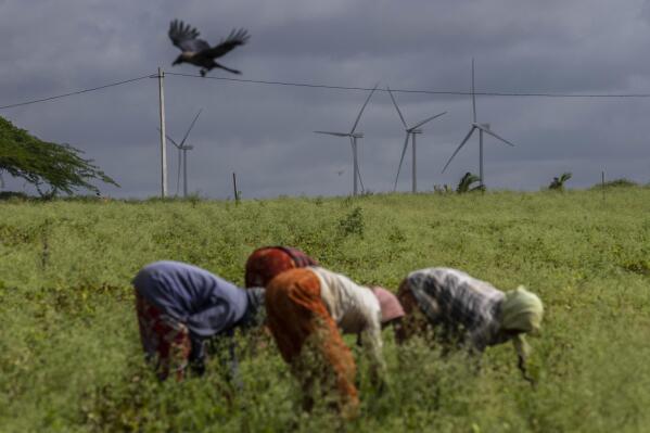 Women work in fields near the windmill farm in Anantapur district, Andhra Pradesh, India, Wednesday, Sept 14, 2022. India is investing heavily in renewable energy and has committed to producing 50% of its power from clean energy sources by 2030. (AP Photo/Rafiq Maqbool)