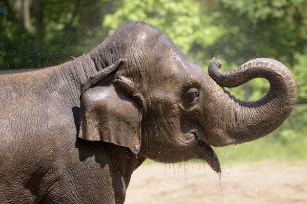 Raja the elephant, a big draw at the St. Louis Zoo, is moving to Columbus  to breed