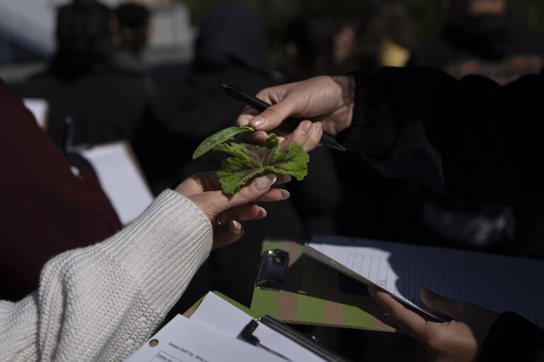 Biology class students examine leaves during a botanical tour on the West Los Angeles College in Culver City, Calif., Tuesday, March 12, 2024. As students consider jobs that play a role in solving the climate crisis, they’re looking for meaningful climate training and community colleges are responding. (AP Photo/Jae C. Hong)