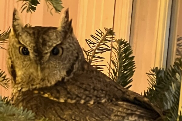 A baby owl is found sitting in a Christmas tree in Lexington, Kentucky, on Nov. 27, 2023. The bird was safely released into the family's backyard. (Bobby Hayes via AP)