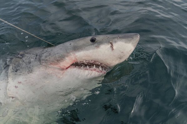 In this photo provided by Chip Michalove, LeeBeth, a white shark, is tagged on Dec. 8, 2023, off Hilton Head Island, S.C. Scientists say the animal has been tracked further into the Gulf of Mexico than any white shark they've ever tagged before. (Chip Michalove via AP)