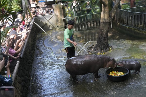 Thailand’s lovely pygmy hippo Moo Deng has the type of face that launches 1000 memes