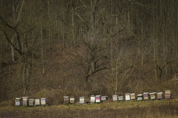 Beehives adorn the back of the property at Itaska Valley Farm, Wednesday, March 13, 2024, in Whitney Point, N.Y. Joan and Harold Koster, who own the farm, were asked by Texas-based Southern Tier Energy Solutions to lease their land to extract natural gas by injecting carbon dioxide into the ground, which they rejected and are opposed to. (AP Photo/Heather Ainsworth)