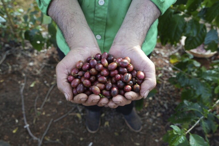 Farmer Le Van Tam holds up freshly picked coffee beans at a coffee farm in Dak Lak province, Vietnam on Feb. 1, 2024. New European Union rules aimed at stopping deforestation are reordering supply chains. An expert said that there are going to be "winners and losers" since these rules require companies to provide detailed evidence showing that the coffee isn't linked to land where forests had been cleared. (AP Photo/Hau Dinh)