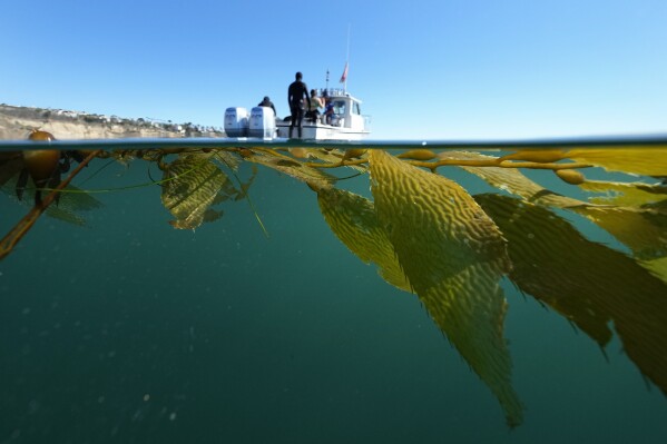 Divers remove their gear after culling urchins as a strand of kelp floats past at a project site by the Bay Foundation off the Palos Verdes Peninsula, Tuesday, Nov. 28, 2023, near Rancho Palos Verdes, Calif. Once a vast kelp forest, the area is now largely barren, overrun by urchins. The Foundation's Kelp Forest Restoration Project aims to remove much of the urchins in the hope of bringing back the kelp forests. (AP Photo/Gregory Bull)