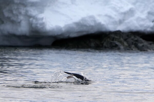A penguin swims near the Bransfield Strait shore, Antarctica, Nov. 23, 2023. (AP Photo/Jorge Saenz)