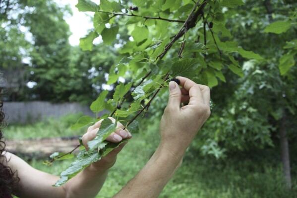 Amanda Beltranmini Healen participará en el mes sin problemas, el lunes 19 de mayo de 2025, agarró Mulberry de su patio trasero en Nashville, Tennessee, para mejorar la retención de humedad y alentar a los polinizadores. (Photo AP/Christine M. Hall)