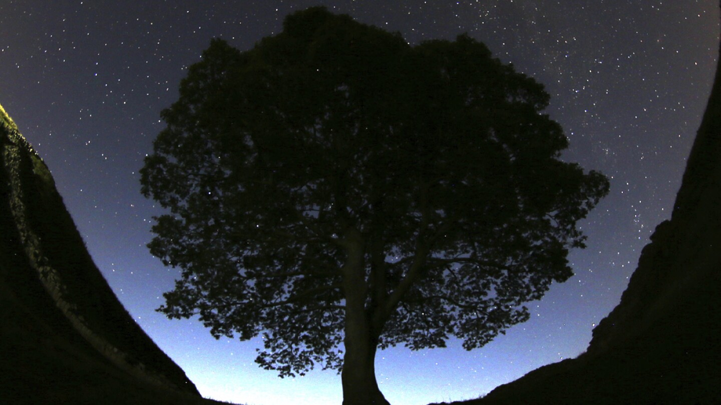 Trial Begins for Sycamore Gap Tree Destruction