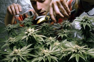 FILE - In this Dec. 13, 2017, file photo, James MacWilliams prunes a marijuana plant growing indoors in Portland, Maine. New Hampshire lawmakers, who are considering in February 2019 whether to legalize recreational marijuana, are hearing from supporters saying the move is long overdue and from opponents urging them to resist pressure from surrounding states where it's legal. (AP Photo/Robert F. Bukaty, File)