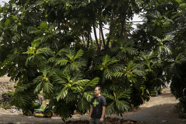 Hokuao Pellegrino poses for portrait in front of his first breadfruit at Noho'ana Farm on Tuesday, Oct. 10, 2023, in Waikapu, Hawaii. (AP Photo/Mengshin Lin)