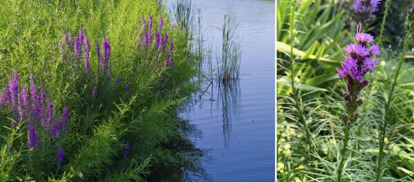 This combination photo shows purple loosestrife (Lythrum salicaria), left, and a Liatris spicata, commonly called blazing star or gay feather. Purple Loosestrife is an invasive plant that threatens wetlands and chokes out food sources and habitat for wildlife. TheLiatris spicata is a recommended alternative for invasive purple loosestrife. (Chicago Botanic Garden via AP, left, and Jessica Damiano via AP)