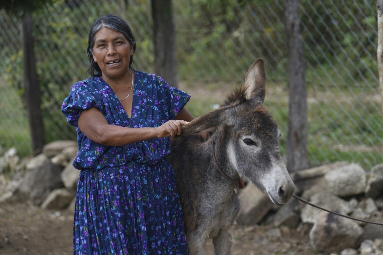 Julia Méndez, tejedora, posa para la foto con su burro de carga en el pueblo de Bajucu en el municipio de Las Margaritas, en el estado de Chiapas, México, el miércoles 1 de mayo de 2024. Cuando le preguntan sobre las dos mujeres que se disputan la presidencia de México, Méndez dice no estar segura de que una mujer sepa qué es ser una buena presidenta, pero le gusta la idea de que una de ellas esté a cargo, algo que ya ha visto en su barrio del estado de Oaxaca. (AP Foto/Marco Ugarte)