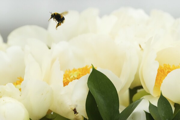A bumble bee hovers above a peony from Primrose Hall Peonies on display at the RHS Chelsea Flower Show in London, Monday, May 19, 2025. (AP Photo/Kirsty Wigglesworth)