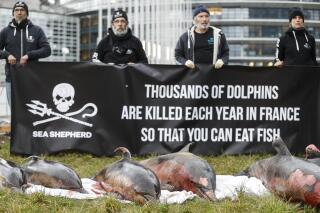 Activists stand by dead dolphins they spread in front of the European parliament in Strasbourg, eastern France Tuesday, March 14, 2023 to urge safer fishing industry practices to protect dolphins from fatal encounters with fishing nets. (AP Photo/Jean-Francois Badias)