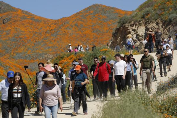 FILE - People walk among wildflowers in bloom on March 18, 2019, in Lake Elsinore, Calif. A small California city that was overrun by visitors four years ago when heavy winter rains produced a spring "super bloom" of wild poppies has a message for the public after this year's deluge: Do not come. You could be arrested. (AP Photo/Gregory Bull, File)