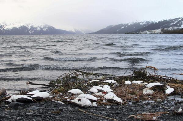 FILE - In this Thursday, Jan. 7, 2016 file photo, dead common murres lie washed up on a rocky beach in Whittier, Alaska. Arctic seabirds unable to find enough food in warmer ocean waters are just one sign of the vast changes in the polar region, where the climate is being transformed faster than anywhere else on Earth. An annual report, to be released Tuesday, Dec. 13, 2022 by U.S. scientists, also documents rising Arctic temperatures and disappearing sea ice. (AP Photo/Mark Thiessen, File)
