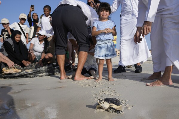 A girl reacts during a sea turtle release program on Saadiyat Island, Abu Dhabi, United Arab Emirates, Tuesday, June 6, 2023. As sea turtles around the world become more vulnerable due to climate change, the United Arab Emirates is working to protect sea turtle life.  (AP Photo/Kamran Jebrelli)