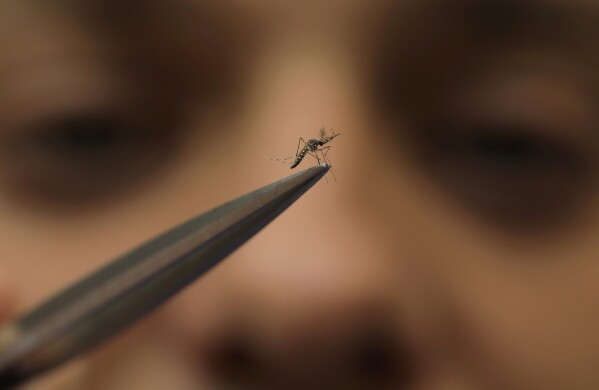 A lab technician holds a male mosquito in the World Mosquito Program's factory, in Medellin, Colombia, Thursday, Aug. 10, 2023. (AP Photo/Jaime Saldarriaga)