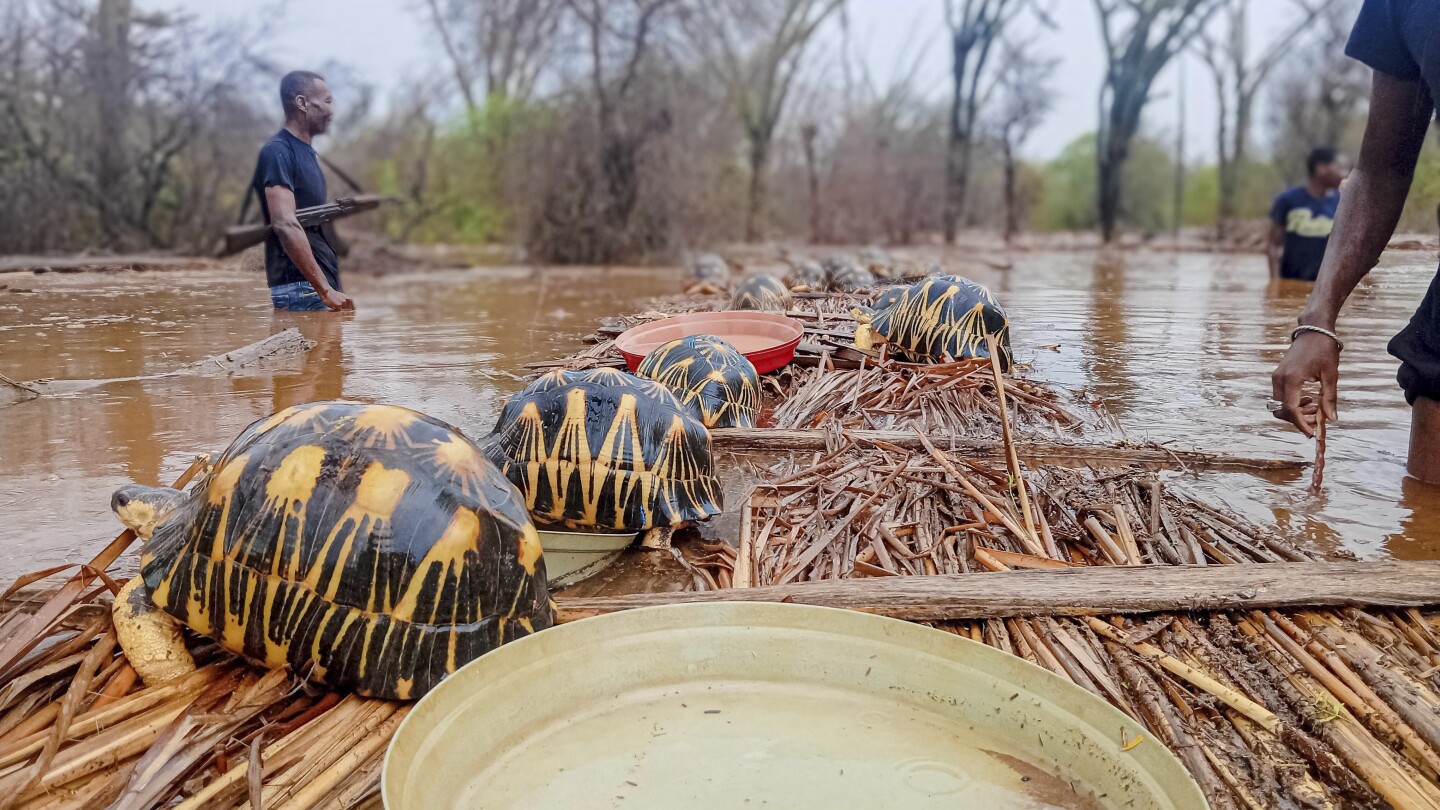 Thousands of Endangered Tortoises Rescued in Madagascar Following Sanctuary Flood