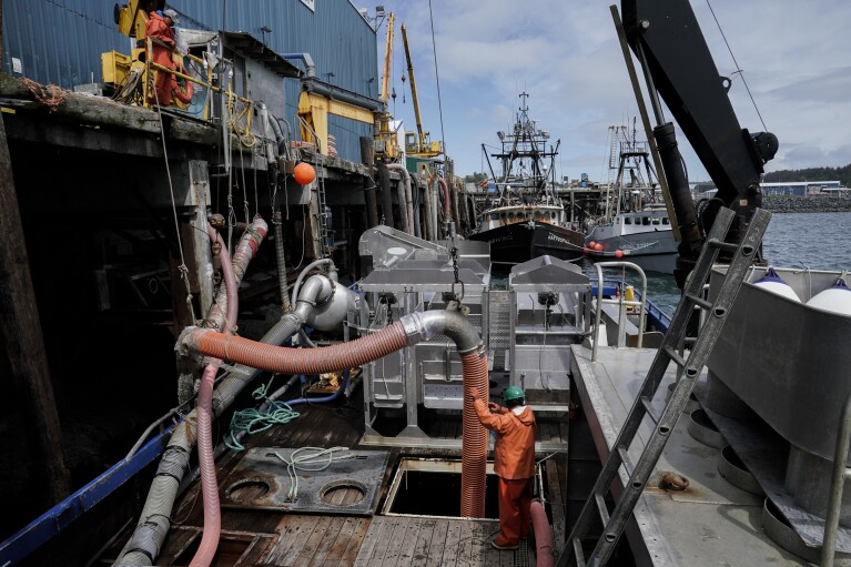 Cannery crew use a hose to unload salmon from a tender boat, Sunday, June 25, 2023, in Kodiak, Alaska. (AP Photo/Joshua A. Bickel)