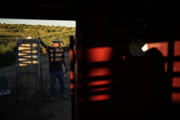 Jay Begay fills up a burlap sack with mohair at his home Wednesday, Sept. 6, 2023, in the community of Rocky Ridge, Ariz., on the Navajo Nation. (AP Photo/John Locher)