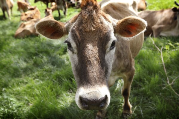 
              FILE - In this May 8, 2018, filephoto, a Jersey cow feeds in a field on the Francis Thicke organic dairy farm in Fairfield, Iowa. Let’s clear the air about cow farts. In the climate-change debate, some policy makers seem to be bovine flatulence deniers. This became apparent in the fuss over the Green New Deal put forward by some liberal Democrats. More precisely, the fuss over an information sheet issued by the plan’s advocates. (AP Photo/Charlie Neibergall, File)
            