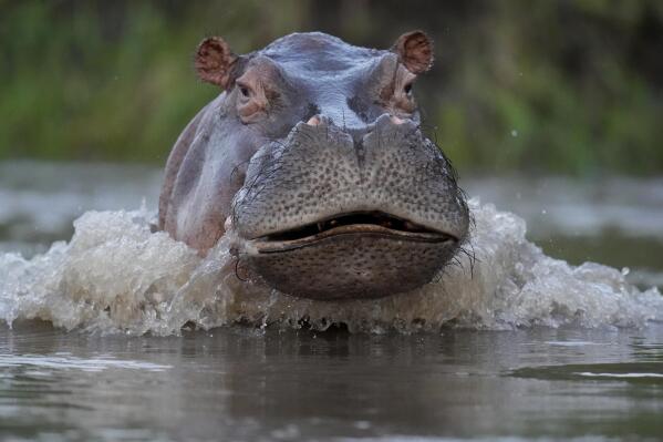 A hippo swims in the Magdalena river in Puerto Triunfo, Colombia, Wednesday, Feb. 16, 2022. Colombia's Environment Ministry announced in early Feb. that hippos are an invasive species, in response to a lawsuit against the government over whether to kill or sterilize the hippos that were imported illegally by the late drug lord Pablo Escobar, and whose numbers are growing at a fast pace and pose a threat to biodiversity. (AP Photo/Fernando Vergara)