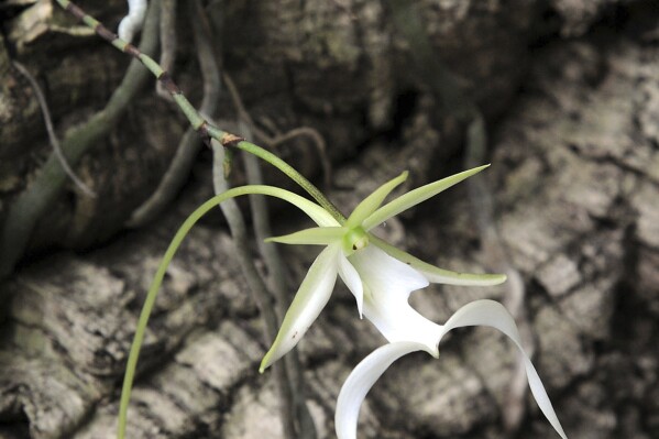 In this July 8, 2013 photo, a rare ghost orchid blooms in Charleston, W.Va. The rare ghost orchid found mainly in Florida and Cuba should be immediately protected by the U.S. as an endangered species, three environmental groups claimed Wednesday, Sept. 13, 2023 in a lawsuit arguing that federal officials are unduly delaying a decision. (Chris Dorst/Charleston Gazette-Mail via AP, file)