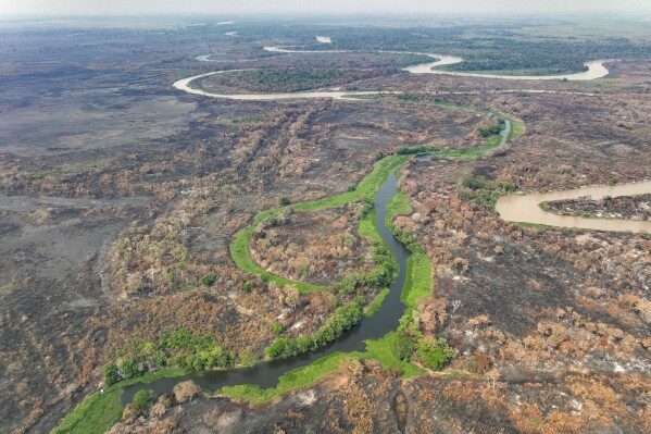 Wildfires disproportionately affected jaguars in the Pantanal