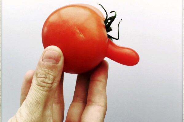 This June 10, 2018, image provided by Claudia Vos shows a tomato with genetic mutation in Aarschot, Belgium. The anomaly occurs when tomato cells divide abnormally due to hot or cold weather, resulting in an extra segment that develops outside the fruit. (Claudia Vos via AP)