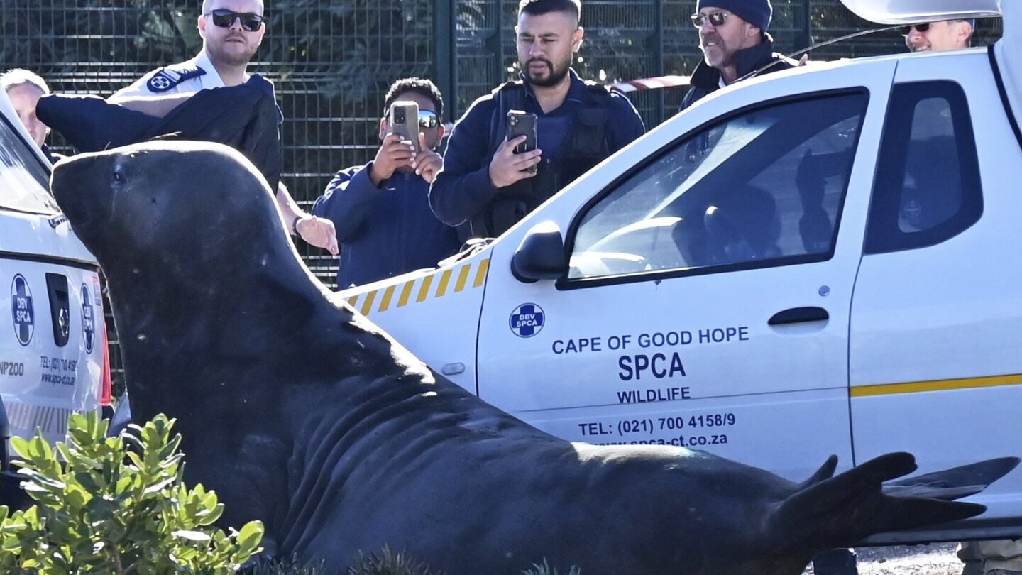 'How did you get here?' A large elephant seal is found lumbering along a South African street
