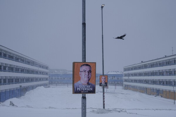 A crow flies over political placards for the upcoming elections in Nuuk, Greenland, Saturday, March 8, 2025. (AP Photo/Evgeniy Maloletka)