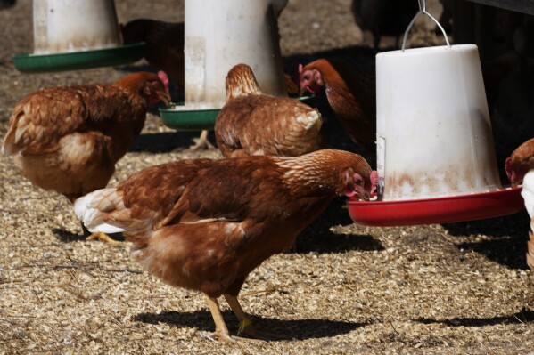 Old bird diseases occur more among free-range hens - Poultry World