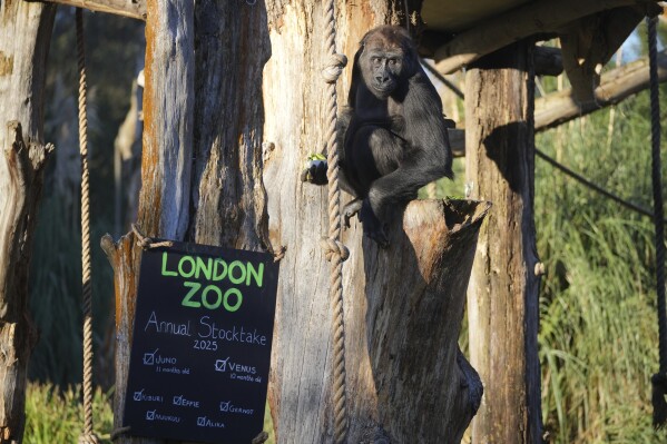 A gorilla picks up food during the annual stocktake at London Zoo in London, Friday, Jan. 3, 2025. (AP Photo/Kin Cheung)