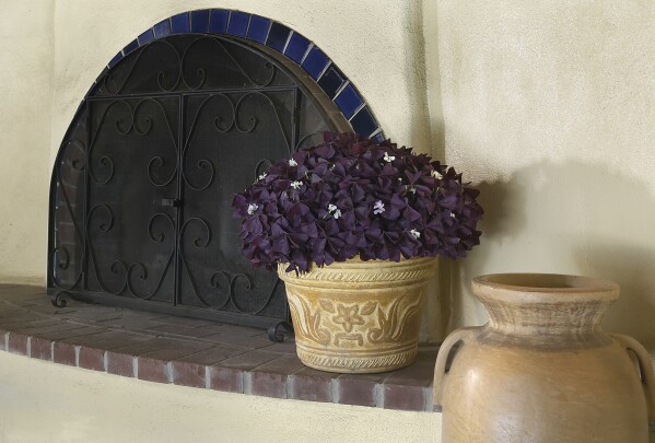 This image provided by Proven Winners shows a Charmed Wine shamrock plant in bloom beside a fireplace. (Proven Winners via AP)