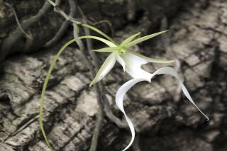 In this July 8, 2013 photo, a rare ghost orchid blooms in Charleston, W.Va. The rare ghost orchid faces mounting threats in Florida from poaching, loss of habitat and climate change and needs federal protection, environmental groups said Monday, Jan. 24, 2022. A petition filed with the U.S. Fish and Wildlife Service asks that the orchid be placed under the Endangered Species Act and that its habitat in southern Florida be officially designated as critical to its recovery. (Chris Dorst/Charleston Gazette-Mail via AP)