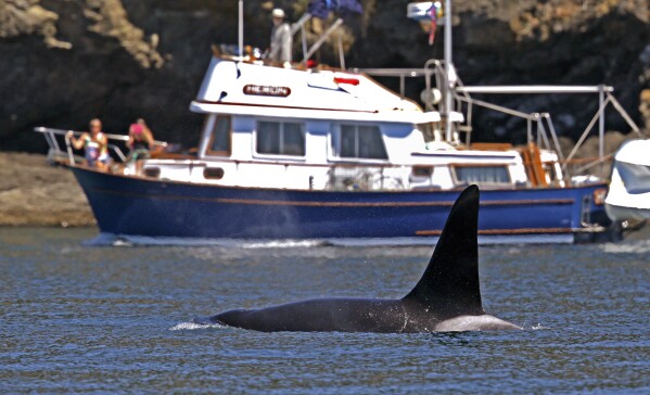 FILE - An orca swims past a recreational boat sailing just offshore in the Salish Sea in the San Juan Islands, Wash., July 31, 2015. The U.S. Coast Guard is embarking on one of its most unique missions yet in the Puget Sound: a pilot program to alert vessels of whale sightings. The program is an effort to keep the giant marine mammals safe from boat strikes and noise in the highly used inland waters of Washington state. (AP Photo/Elaine Thompson, File)