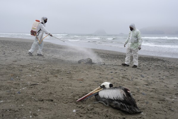 FILE - Municipal workers disinfect dead pelicans on San Pedro beach in Lima, Peru, on Dec. 1, 2022. The World Health Organization said more than two dozen cats have been infected with bird flu across Poland, but no people appeared to have been sickened. In a statement on Monday, July 17, 2023 the U.N. health agency said it was the first time so many cats had been reported to have bird flu over such a wide geographical area in a single country, amid an unprecedented global outbreak of the latest version of the H5N1 version of the disease. (AP Photo/Guadalupe Pardo, File)